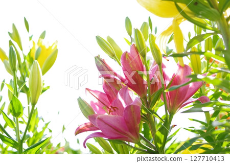百合花 127710413