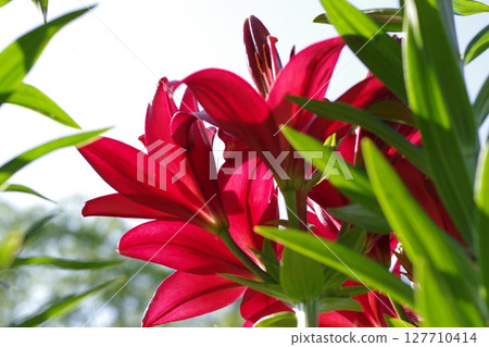 紅百合花 127710414