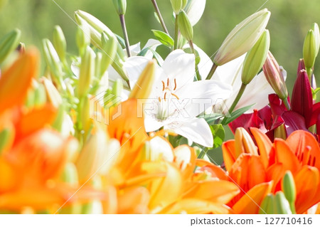 美麗的百合花 美麗的百合花 127710416