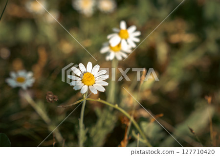 The daisies bloom brightly, their white petals radiating in the warm sunlight. 127710420