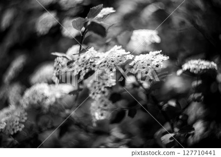 White Blossoms Captured in Black and White White Blossoms Captured in Black and White 127710441