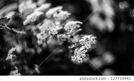 White Blossoms Captured in Black and White White Blossoms Captured in Black and White 127710442
