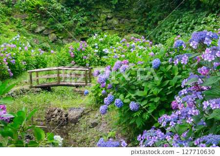 花園裡的小橋和繡球花 127710630
