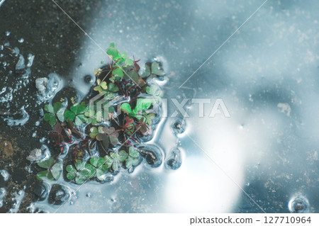 Waterlogged plants 127710964