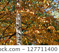 White birch and autumn leaves 127711400