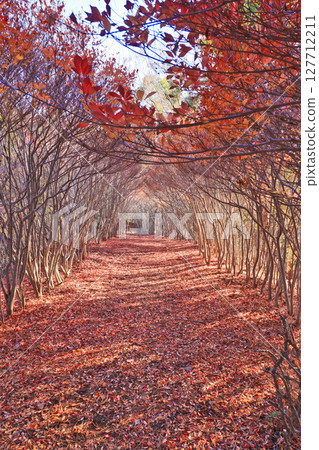 福岡縣添田市岩石山登山步道旁的吊鐘花隧道 127712211