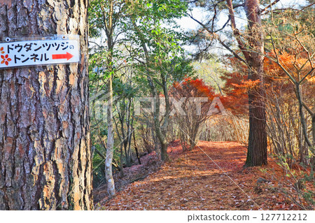 福岡縣添田市岩石山登山步道旁的吊鐘花隧道 127712212