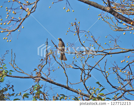 一隻野鳥,棕耳鵯,棲息在一棵中國樹枝上,吃著樹上的果實。 一隻野鳥,棕耳鵯,棲息在一棵中國樹枝上,吃著樹上的果實。 127712213