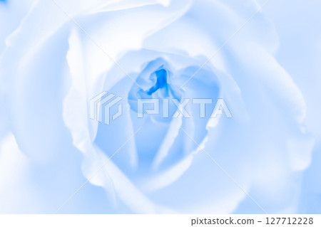 玫瑰/花瓣背景素材 127712228