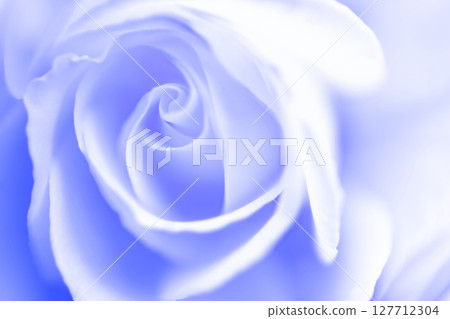 玫瑰/花瓣背景素材 127712304