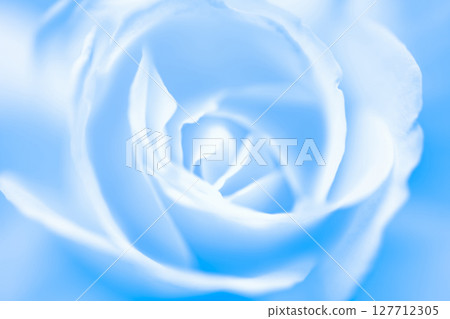 Rose/petal background material Rose/petal background material 127712305