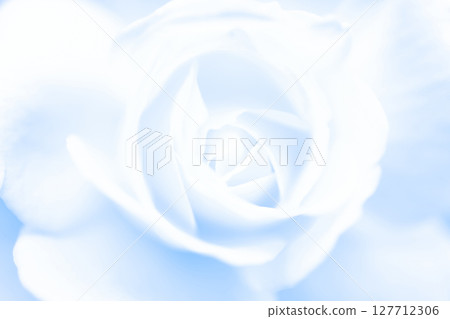 玫瑰/花瓣背景素材 127712306