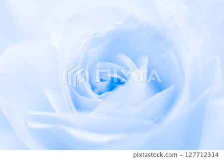 玫瑰/花瓣背景素材 玫瑰/花瓣背景素材 127712314