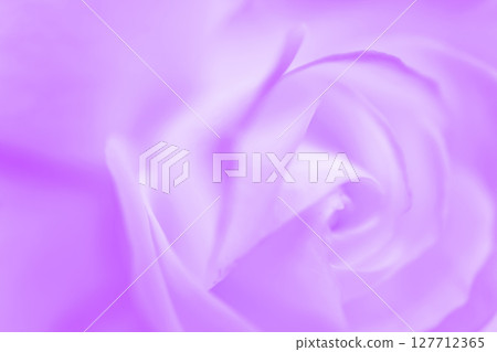Rose/petal background material 127712365