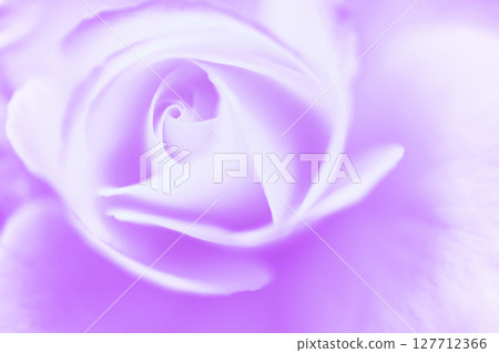 Rose/petal background material Rose/petal background material 127712366
