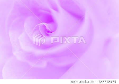 Rose/petal background material Rose/petal background material 127712375
