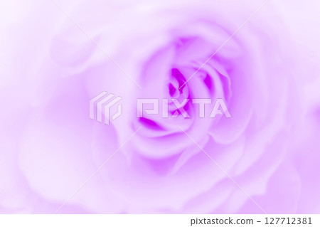 Rose/petal background material Rose/petal background material 127712381