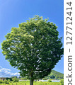 Blue sky and tree 127712414