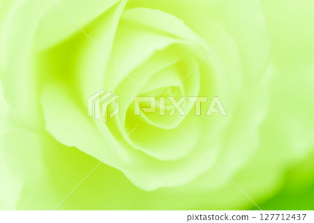 玫瑰/花瓣背景素材 127712437
