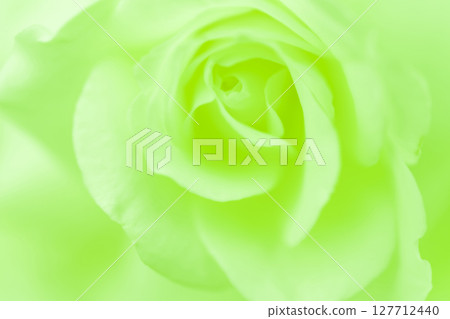 玫瑰/花瓣背景素材 127712440