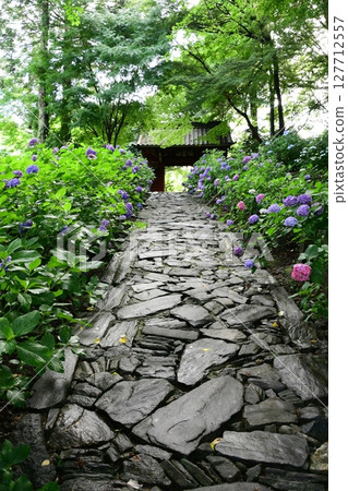Hydrangeas and stone pavement at Honkoji Temple 127712557