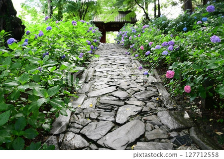 Hydrangeas and stone pavement at Honkoji Temple 127712558