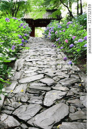 Hydrangeas and stone pavement at Honkoji Temple 127712559