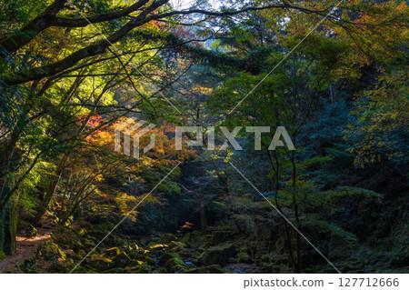 Autumn in Nabari, Mie Prefecture: Autumn leaves at Akame 48 Falls 127712666