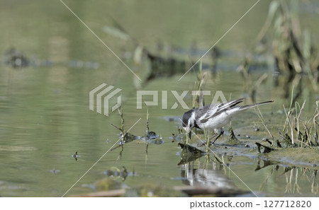 White wagtail (Motacilla alba), Greece White wagtail (Motacilla alba), Greece 127712820