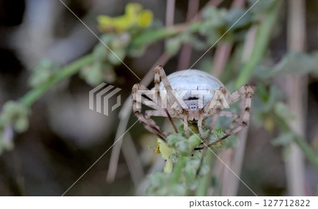Argiope lobata is a species of spider belonging to the family Araneidae, Crete 127712822