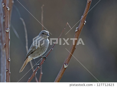 Black Redstart (Phoenicurus ochruros), Crete Black Redstart (Phoenicurus ochruros), Crete 127712823