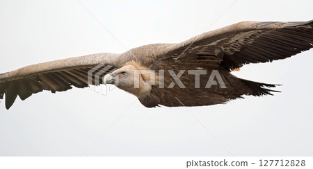 Griffon Vulture (Gyps fulvus), Crete, Greece Griffon Vulture (Gyps fulvus), Crete, Greece 127712828