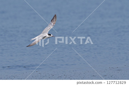 Common Tern (Sterna hirundo), Greece Common Tern (Sterna hirundo), Greece 127712829