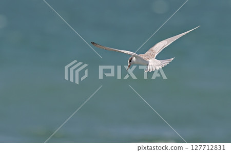 Juvenile Common Tern (Sterna hirundo), Greece Juvenile Common Tern (Sterna hirundo), Greece 127712831