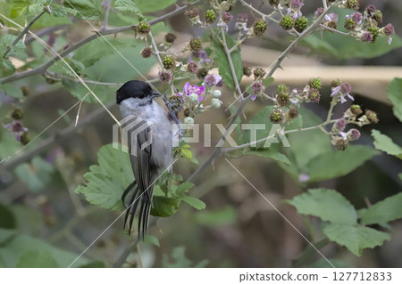 Marsh Tit (Poecile palustris), Greece Marsh Tit (Poecile palustris), Greece 127712833
