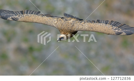 Griffon Vulture (Gyps fulvus), Crete 127712836