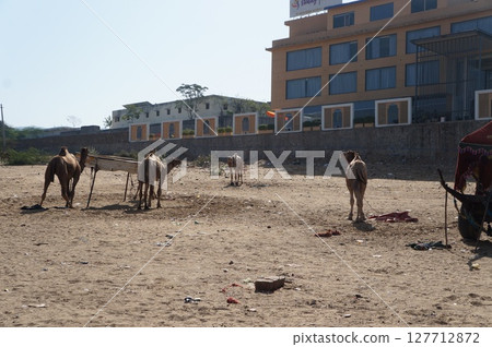 Camel of India 127712872