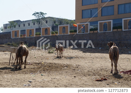 Camel of India 127712873