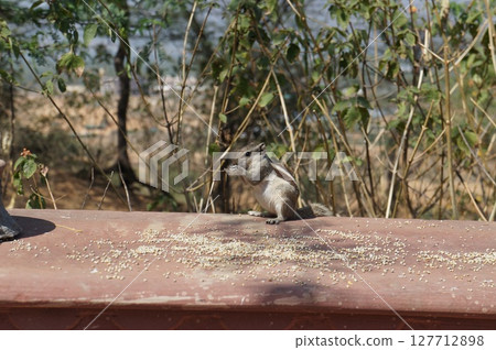Indian squirrel 127712898