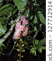 只開一夜的神祕花朵－玉蕊花 127712914