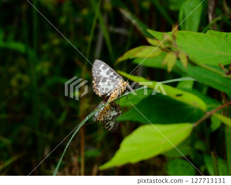 A mating scene of the white-striped geometrie and natural grassland A mating scene of the white-striped geometrie and natural grassland 127713131
