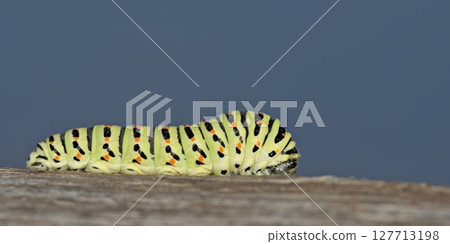 Swallowtail - Papilio machaon larva  127713198