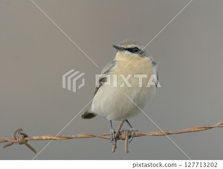 Northern Wheatear or Wheatear - Oenanthe oenanthe, Crete 127713202