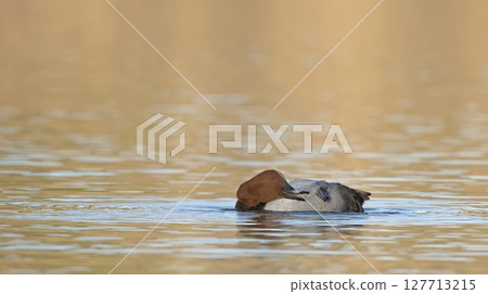 Common Pochard (Aythya ferina), Greece 127713215