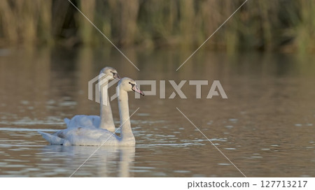 Mute Swan - Cygnus olor, Crete  127713217