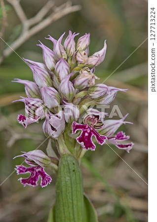 Milky Orchid (Neotinea lactea), Crete 127713224