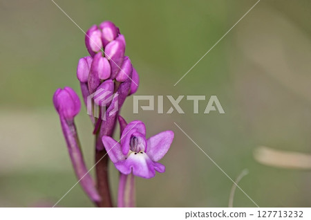 Four-spotted Orchis (Anacamptis quandripunctata), Crete 127713232