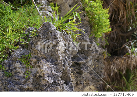 沖繩海岸線的亞熱帶植物和岩壁 127713409