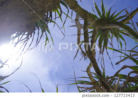 沖繩海岸線的亞熱帶植物和岩壁 127713413