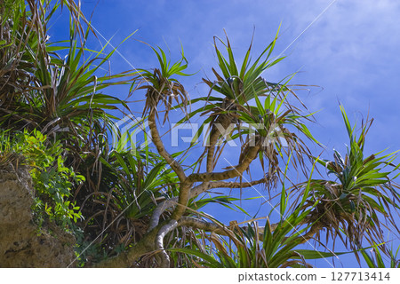 沖繩海岸線的亞熱帶植物和岩壁 127713414